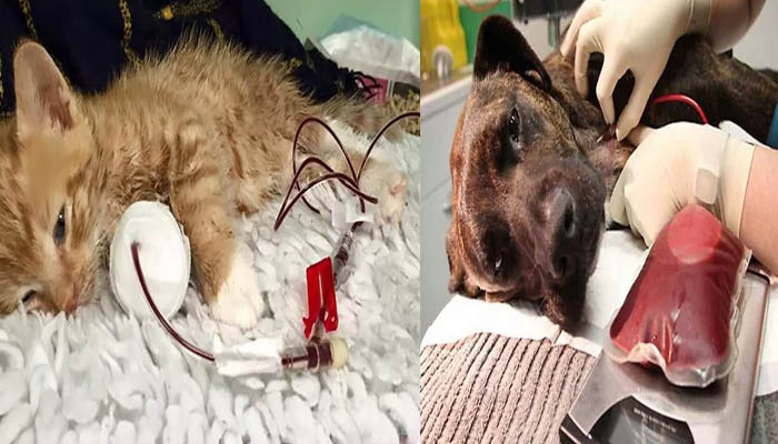 OMG: ऐसी जगह जहां जानवर भी करते हैं रक्तदान, इनका खून आता है इस काम