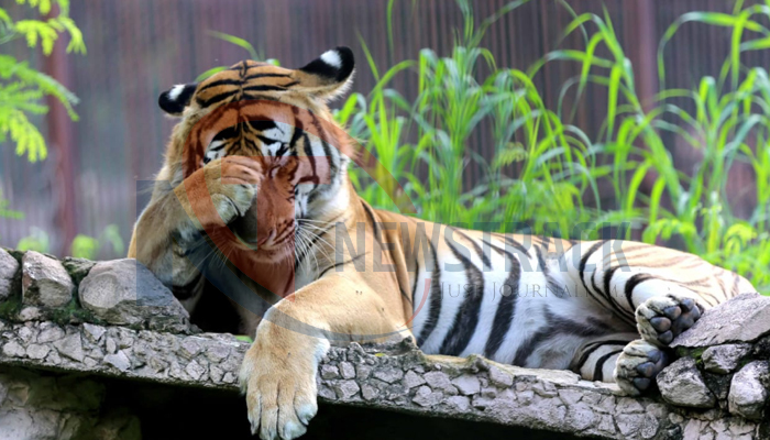 International Tiger Day: इसीलिए है ये जंगल का राजा, खूबियां कर देंगी आपको हैरान