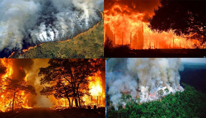 आग से कांपी दुनिया: जल गए कई सारे जीव, अमेज़न के जंगलों में मचा हाहाकार