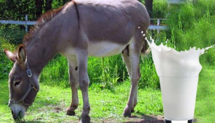 Donkey powerful milk