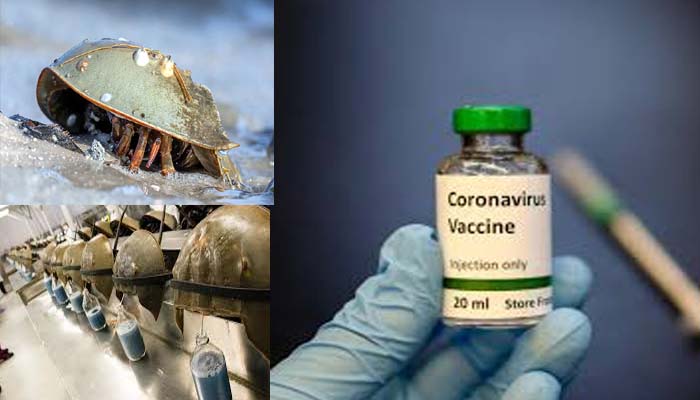 केकड़े से बनेगी वैक्सीन: नीले खून से बनेगी कोरोना की दावा, भागेगी महामारी