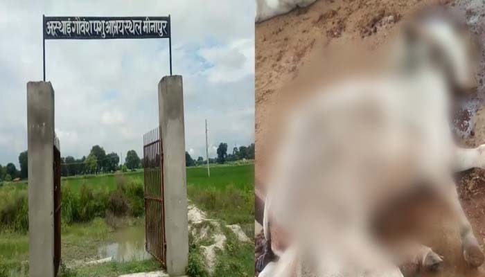 गौशाला में हो रही गायों की हत्या! कर्मचारी का Video वायरल, अधिकारी मौन