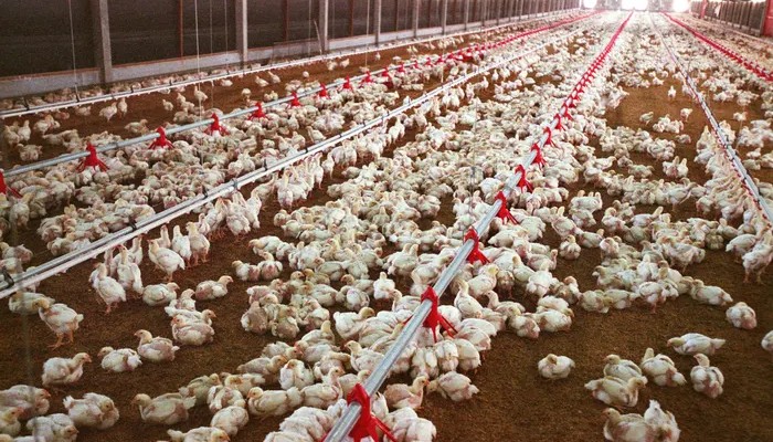 चिकन खाने वालों को खतरा, मुर्गियां फैला रही मौत, इस देश मे बैन