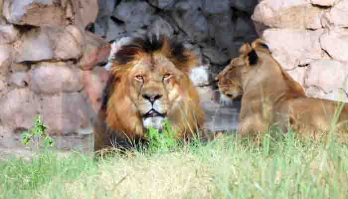 World Lion Day: शेरों की रियासत, भारत में यहां पाया जाता है बब्बर शेर