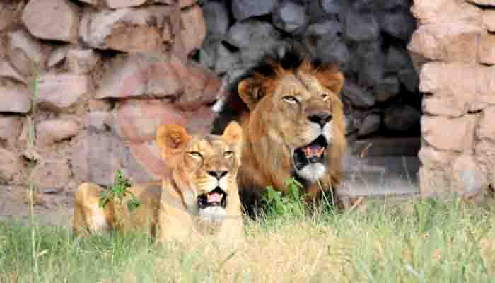 World Lion Day: शेरों की रियासत, भारत में यहां पाया जाता है बब्बर शेर