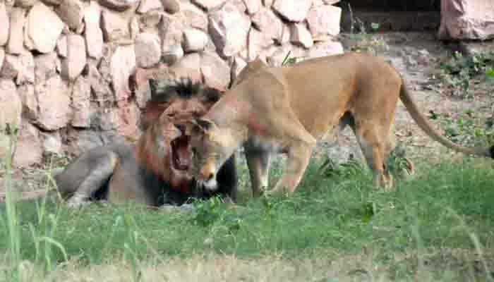 World Lion Day: शेरों की रियासत, भारत में यहां पाया जाता है बब्बर शेर