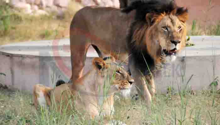 World Lion Day: शेरों की रियासत, भारत में यहां पाया जाता है बब्बर शेर