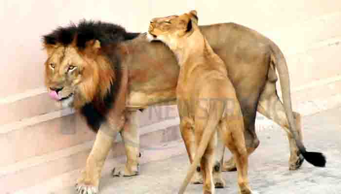 World Lion Day: शेरों की रियासत, भारत में यहां पाया जाता है बब्बर शेर