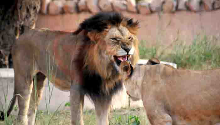 World Lion Day: शेरों की रियासत, भारत में यहां पाया जाता है बब्बर शेर