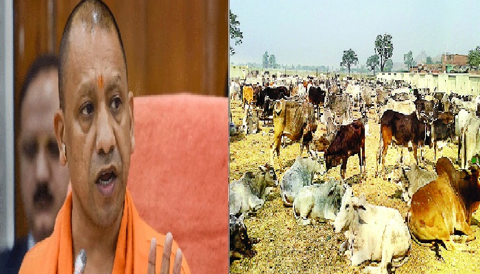 गायों पर ये प्रथा: सालों बाद अब होगी खत्म, CM योगी का बड़ा फैसला