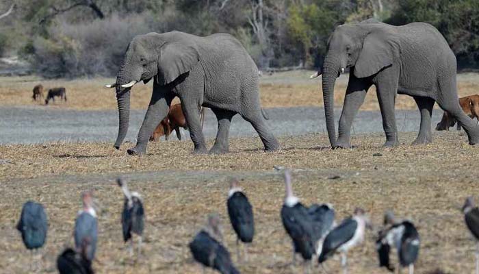 350 हाथियों की मौत: बहुत ही दु:खद घटना से हिला देश, सामने आई सच्चाई