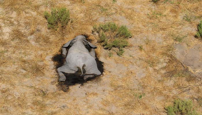 Botswana many elephants died-3