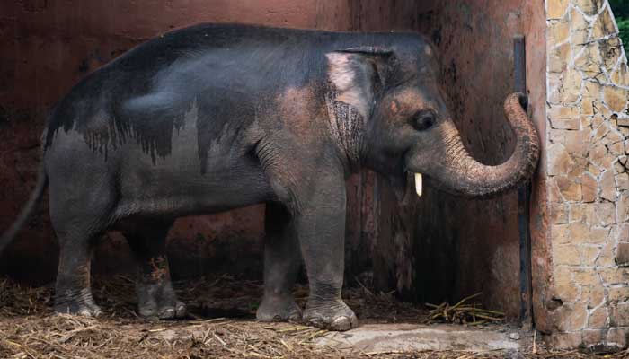 Elephant Kaavan