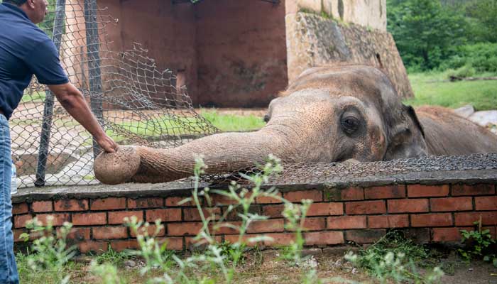 पाकिस्तान ने हाथी का किया बुरा हाल, 35 सालों तक रखा कैद