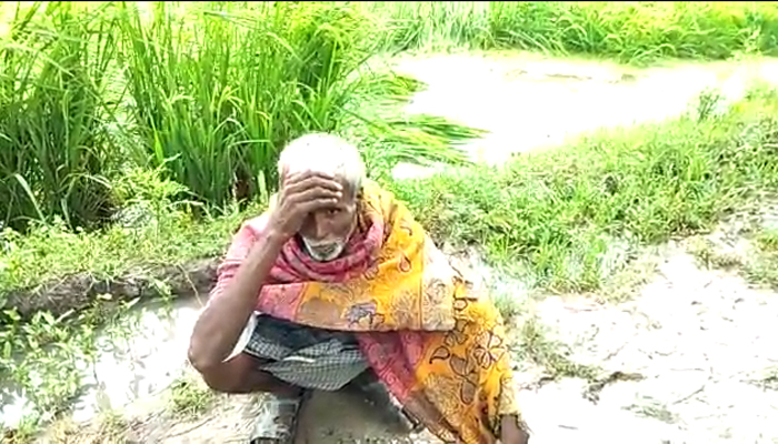 रात भर हुई बारिश: धान की फसल जलमग्न, किसानों पर आई आफत