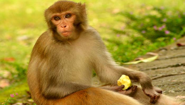 monkey in thailand-3
