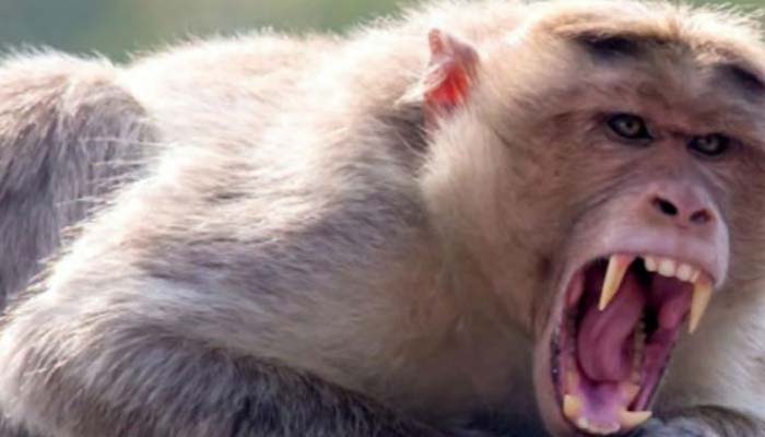 प्राइवेट पार्ट काटने के आदेश: सरकार ने लिया फैसला, 200 बंदरों पर हुई कार्रवाई