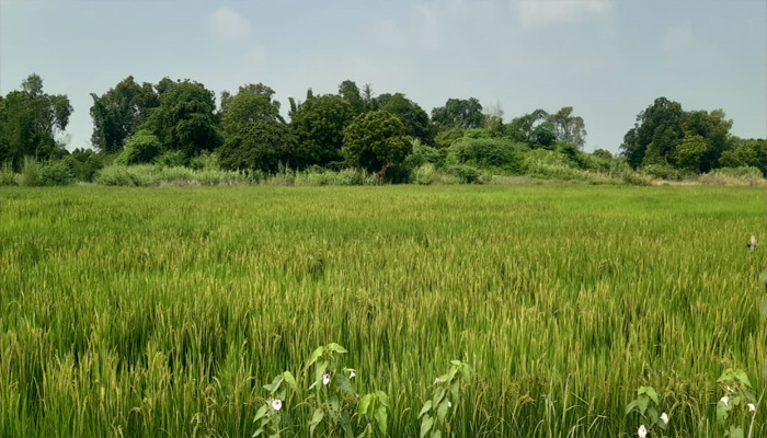 paddy-farming