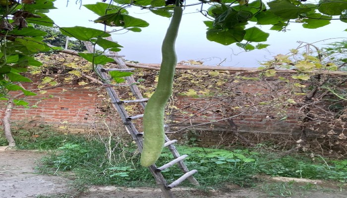 EX UP DGP Brijlal Gardening 5 foot long Gourd named Narendra Shivani