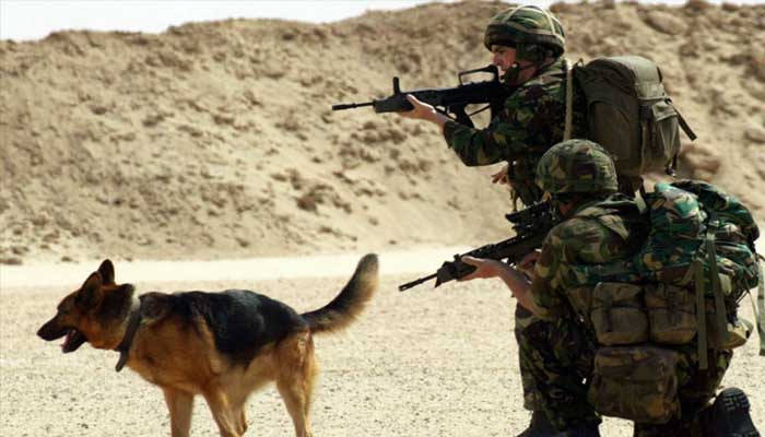 आर्मी के रक्षक: ये खास डॉग करते हैं सैनिकों की सुरक्षा, खतरे और तनाव से बचाते हैं ऐसे