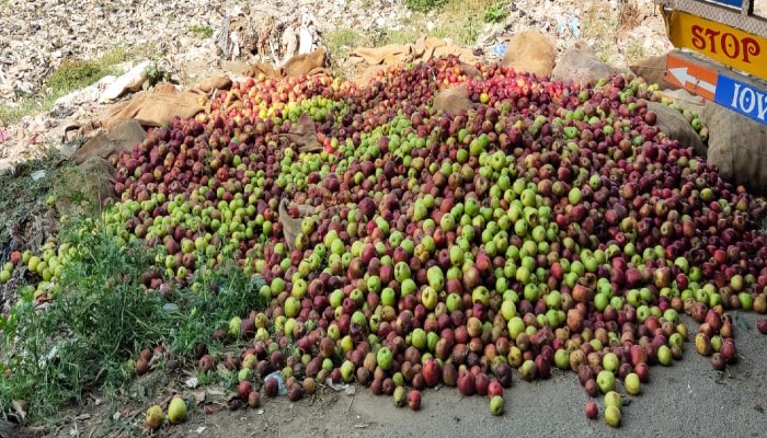 500 बोरी सड़ा सेब: हिमाचल से यूपी में हो रहा व्यापार, लोगों की जान से खिलवाड़