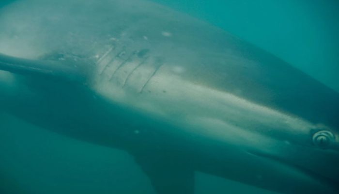 समुद्र में पकड़ी गई इतनी बड़ी शार्क, वैज्ञानिक भी हैरान, होगा रिसर्च