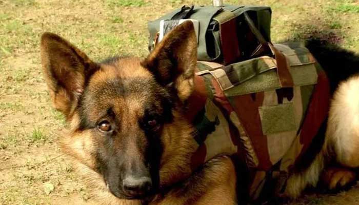 army special dog