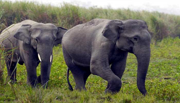 हाथी के पास 5 करोड़: इस शख्स ने दे दी अपनी संपत्ति, अब ऐसा करने की है चाहत