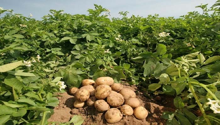 field of potato