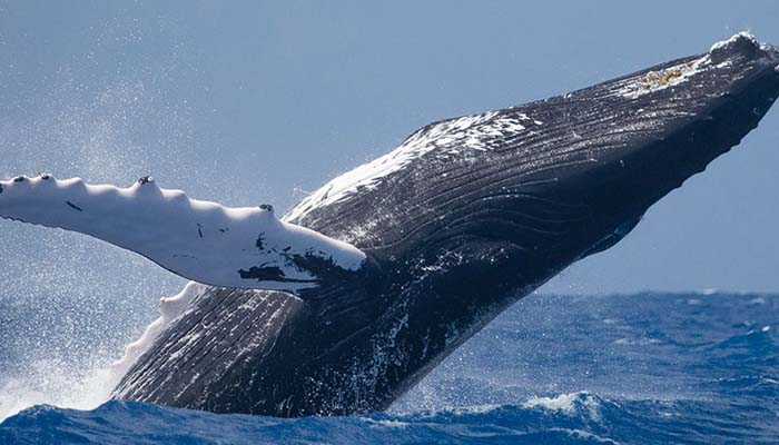 Humpback whales-2