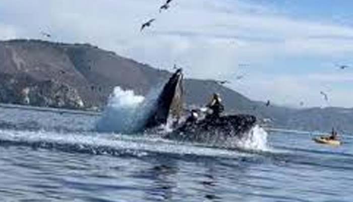 Humpback whales-3