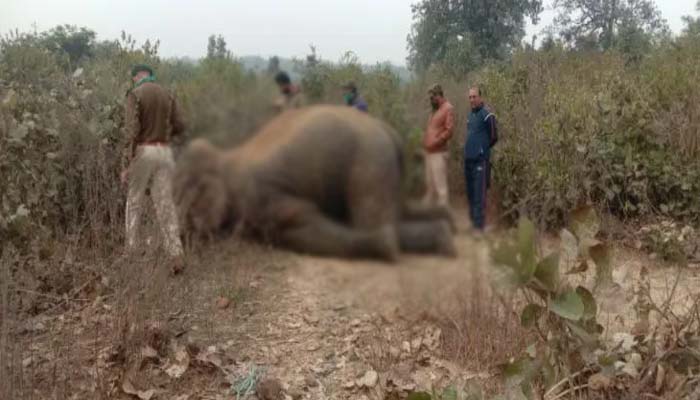हाथी की दर्दनाक मौत: बिजली के तारों में फंसी सूंड, घंटों तड़पता देख कांप गई रूह