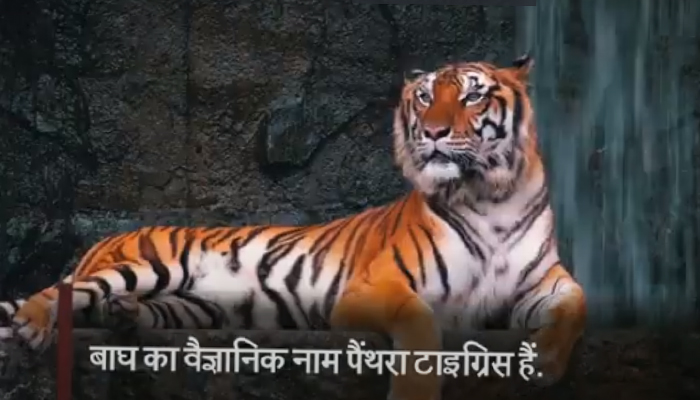 क्या है Tiger की कहानी, क्यों है India का National Animal? | News Track in  Hindi