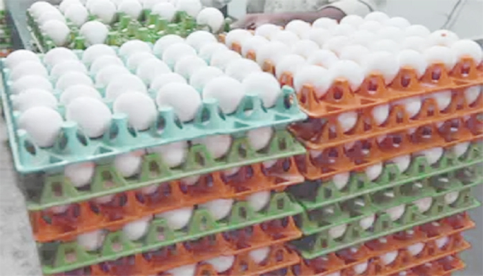 अंडा शौकि़न लोगों के लिए बड़ी खुशखबरी, सर्दियों में अंडे की उछाल में आयी गिरावट