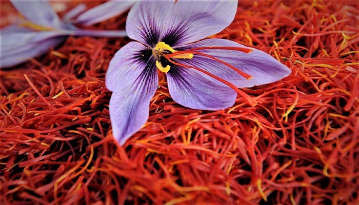kashmir-saffron