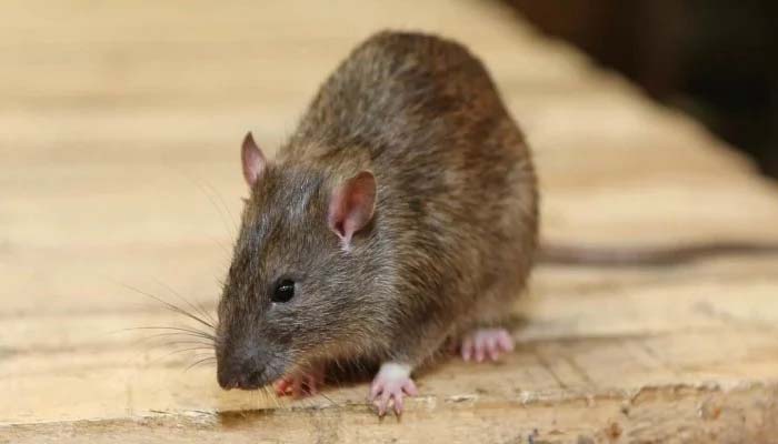 करोड़ों चूहों का खात्मा: लिया गया बड़ा फैसला, कोविड-19 में हो रहा घातक बदलाव