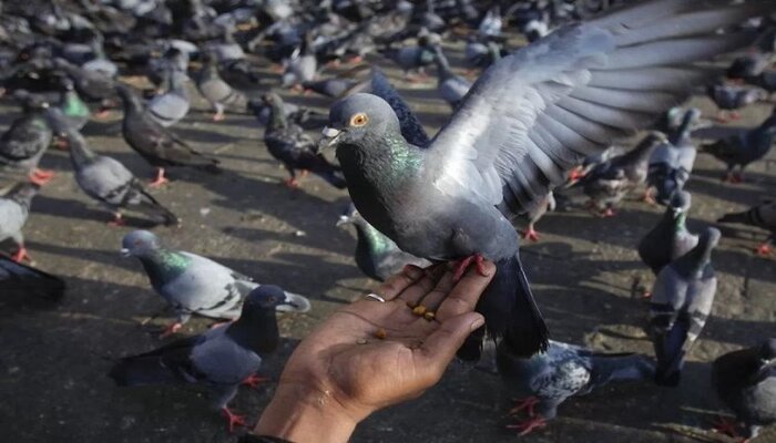 दुनिया का सबसे महंगा कबूतर: करोड़ों में बिका न्यू किम, जानिए इसकी खासियत