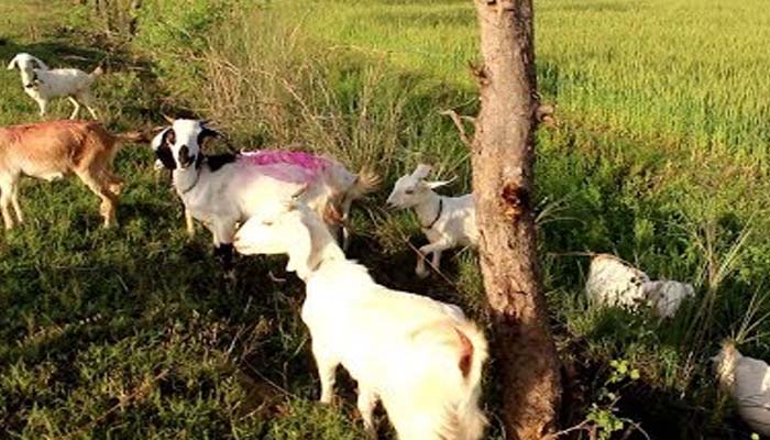 सुन हिल जाएगा बॉलीवुड: ये एक्टर बने बकरी चोरी, एक दिन में चुराई 8 बकरियां