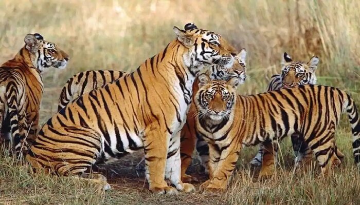 डर डर के जी रहे बाघ को भारत में मिला जीवनदान, दो गुनी हो जाएगी संख्या