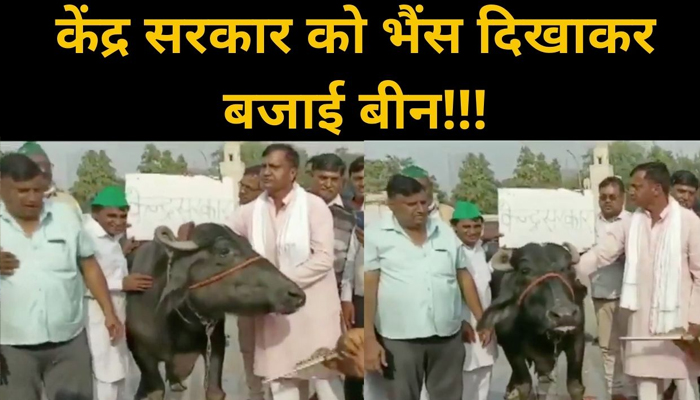 Farmers Protest: किसान ने Central Government को दिखाया भैंस, बजाई बीन!