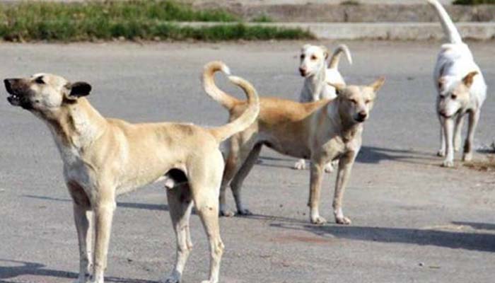 Cremation ghat for Delhi dog and cats-2