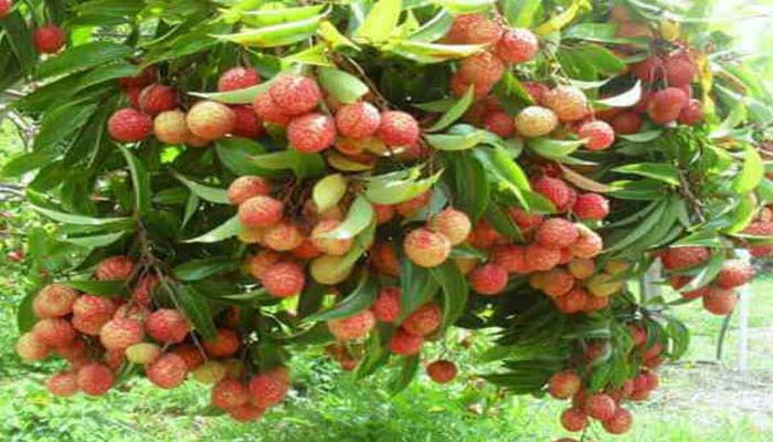 Geographical Indication (GI) tag to Teetpur's litchi-2