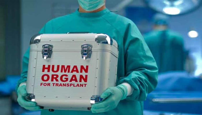 Human organ