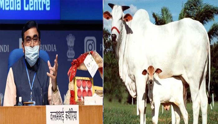 बिजनेस और यूनिवर्सिटी में शामिल होंगी देसी गाय, ज्ञान के साथ होगा भारी मुनाफा