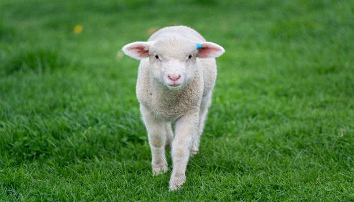1.5 करोड़ की भेड़: लगी लंबी लाइन खरीदारों की, मालिक ने बेचने से किया मना