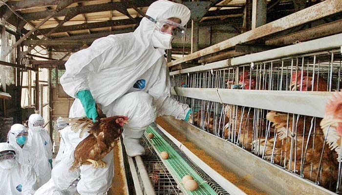 लाखों मुर्गियों की हत्‍या: आ गया बर्डफ्लू, इस देश में मचा है कोहराम