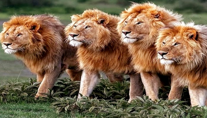 शेरों को कोरोना: चिड़ियाघर पर मंडराया खतरा, रिपोर्ट देख उड़े सबके होश