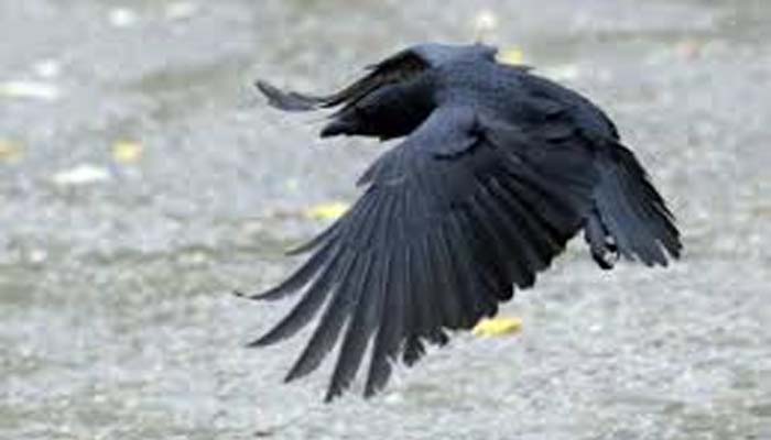 crow died in rajastan-3