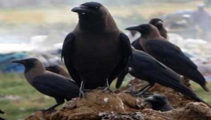 crow died in rajastan