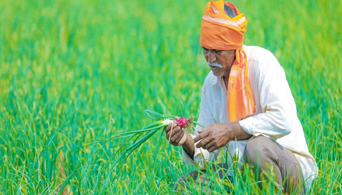 झांसी: कृषि उपज पर MSP ने ही बढ़ाई किसानों की मुश्किलें, जानिए कैसे
